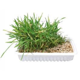Trixie TRÁVA pro kočku 100g ( sáček )