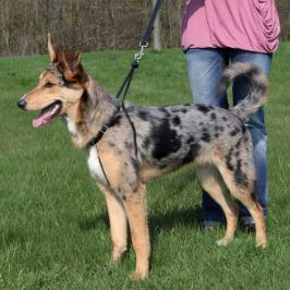 Postroj výcvikový EASY WALK - S: 27-36cm